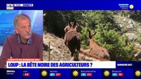 "Le loup est là, et il faut vivre avec" assure le président de la société Alpine de protection de la nature des Hautes-Alpes