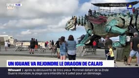 Un iguane géant va rejoindre le dragon de Calais dès le 4 septembre