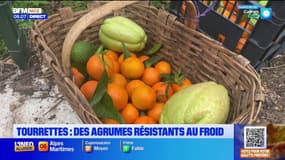 Alpes-Maritimes: une maraîchère star du marché à Tourrettes-sur-Loup