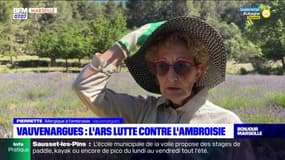 Vauvenargues: l'ARS lutte contre l'ambroisie