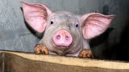 Les animaux d'une ferme sont livrés à eux même car leur propriétaire est en prison. (Photo d'illustration)