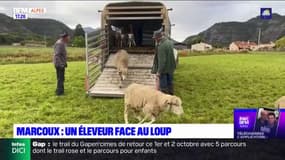 Alpes-de-Haute-Provence: la difficulté des éleveurs pour protéger les troupeaux face au loup