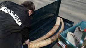 Les douanes ont trouvé pas de moins de 136 kg d'ivoire (photo d'illustration). 