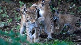 De jeunes lynx, âgés de trois mois, jouent dans le parc animalier de Sainte-Croix, à Rhodes (Moselle), le 29 juillet 2021.