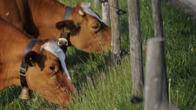 Les vaches suisses en altitude manquent d'eau, d'où le ravitaillement en France. Mais les autorités disent ne pas avoir été prévenues.