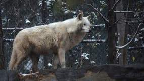 Image d'illustration d'un loup blanc aux États-Unis, le 9 décembre 2017