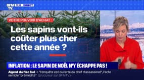 Les sapins vont-ils coûter plus cher cette année ? BFMTV répond à vos questions