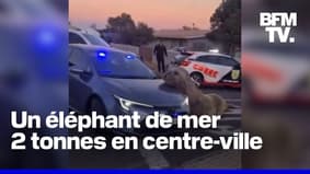 Un éléphant de mer aperçu dans les rues de Cap Town en Afrique du Sud 