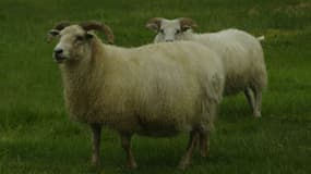 Des moutons (photo d'illustration)