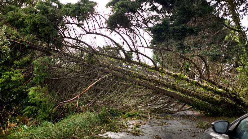 Des arbres couchés par la tempête Ciaran