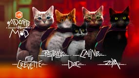 La SPA a modélisé cinq de ses chats pour les intégrer dans le jeu vidéo Stray