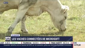 Agriculture 2.0: les vaches connectées de Microsoft