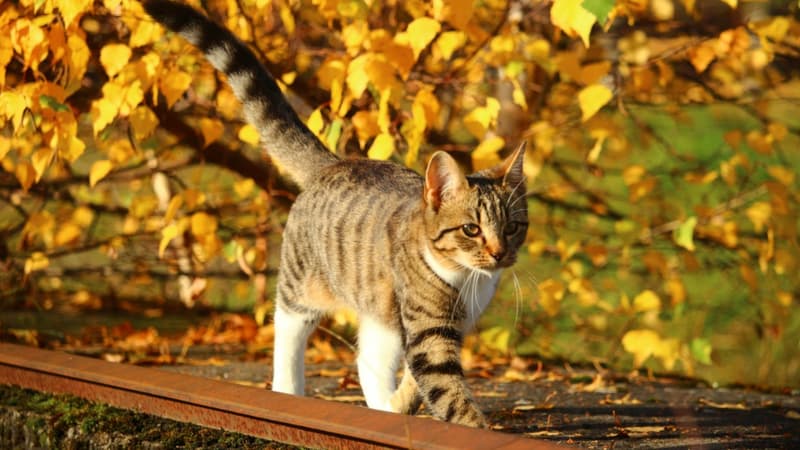 Espagne: une enquête ouverte après l'empoisonnement présumé de près de 50 chats