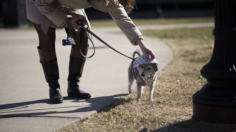 Avoir un chien améliorerait la santé cardio-vasculaire.