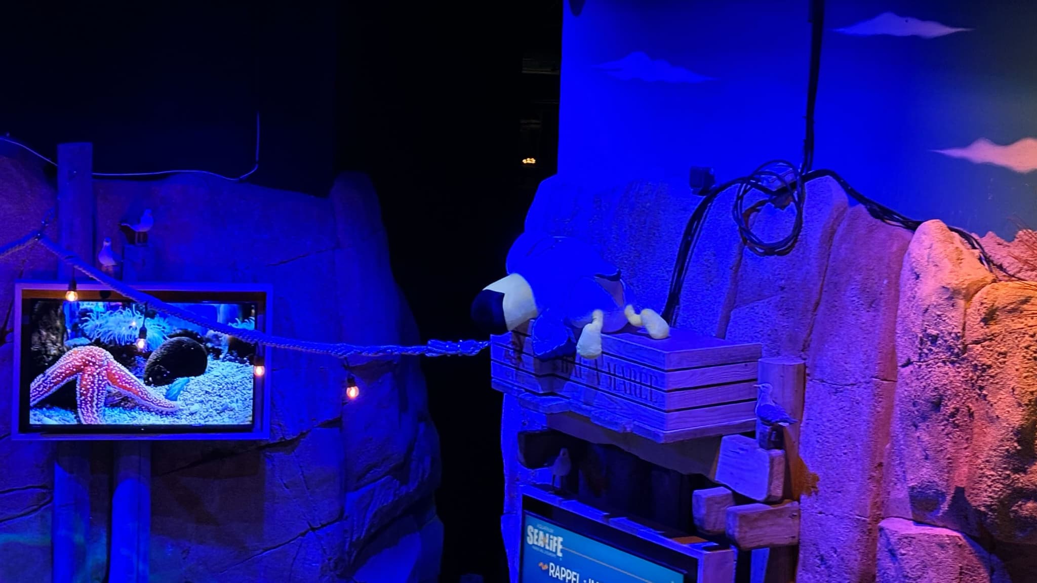 Arriverez-vous à trouver Gulliver qui se cache dans l'aquarium?