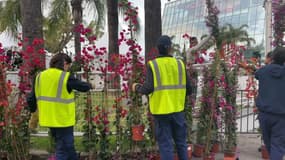 Des jardiniers préparent la Croisette avant le début du festival de Cannes, le 13 mai 2024. 