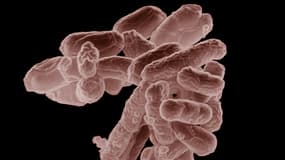 La bactérie E-coli, grossie 10.000 fois