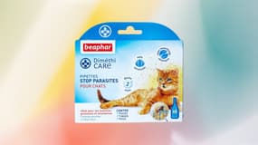 Protégez votre chat avec cet antiparasitaire sans pesticide et sans insecticide 