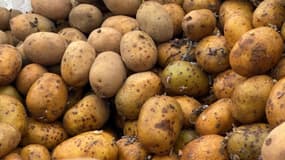 Des pommes de terre cultivées dans le Nord-Pas-de-Calais en mai 2023. (photo d'illustration)