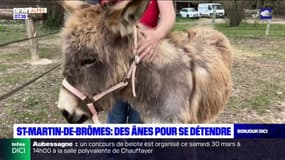Alpes-de-Haute-Provence: une méditation animale avec des ânes à Saint-Martin-de-Brômes