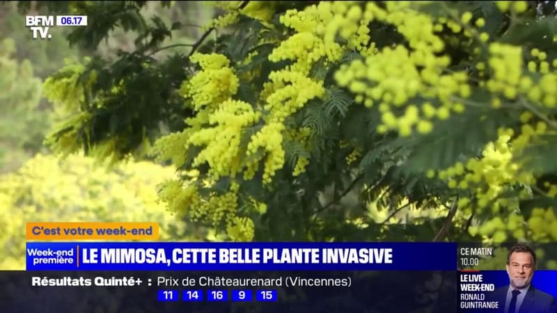 Alpes-Maritimes: le mimosa, une plante hautement invasive