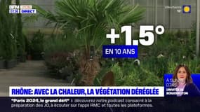 Rhône: avec la chaleur qui dure en octobre, la végétation est déréglée