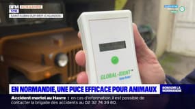 En Normandie, une puce efficace pour retrouver les animaux