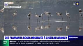 Des Flamants roses observés à Château-Arnoux-Saint-Auban