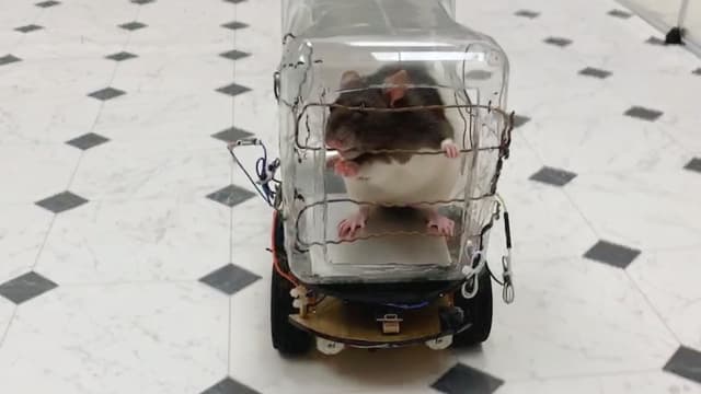 Des chercheurs ont appris... à des rats à conduire des mini-voitures