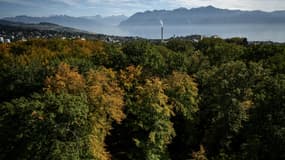 Une forêt en France