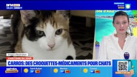 L'histoire du jour avec @ValentineBrvt : des croquettes-médicaments pour chats