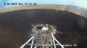 En Russie, une cigogne couve ses œufs en plein feu de brousse
