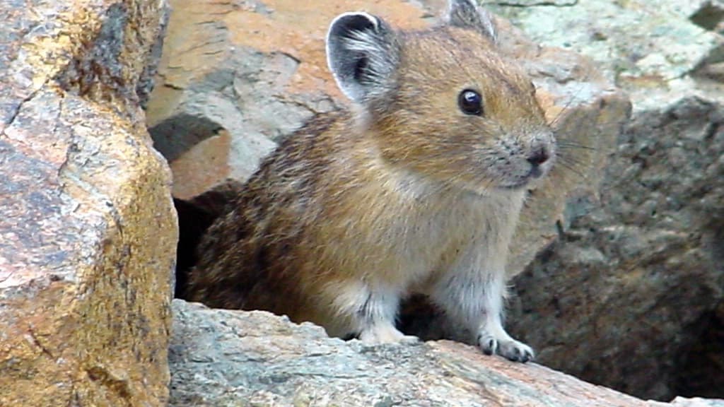 La Chine va-t-elle exterminer l'animal qui a inspiré Pikachu? La Chine va-t-elle exterminer l'animal qui a inspiré Pikachu?