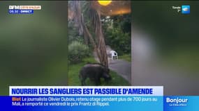 Fréjus : une amende pour nourrir les sangliers 