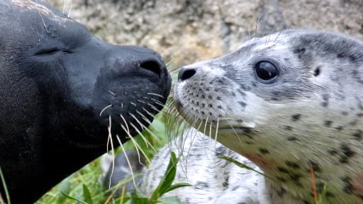 Au parc aquatique de Boudewijn de Bruges en Belgique, le jeune phoque femelle baptisée Conchita (à droite) et sa mère, Celia.