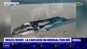 Seine-Maritime: la carcasse du cétacé échoué à Veules-les-Roses a été évacuée