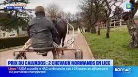 Prix du Calvados: deux chevaux normands en lice