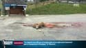 Le corps d'un cerf tué par un loup dans le centre d'un village de l'Isère