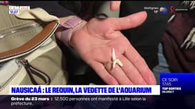Boulogne-sur-Mer: le requin, la vedette de l'aquarium Nausicaá