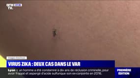 Deux cas de Zika ont été détectés dans le Var où les personnes ont contracté le virus localement