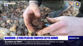 Var: deux tiers de truffes en plus cette année à Bauduen
