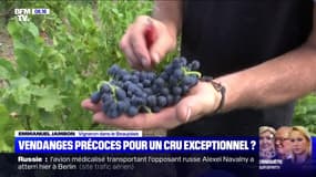 Vendanges précoces pour un cru exceptionnel ? - 23/08