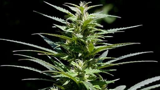 Un malade a été autorisé ce mardi à utiliser du cannabis à usage thérapeutique (photo d'illustration).