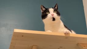 À Duclair en Normandie, les chats sont accueillis comme des rois au cats hôtel.