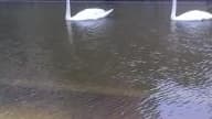 Inondations : des cygnes nagent dans les rues à Ablon sur Seine - Témoins BFMTV