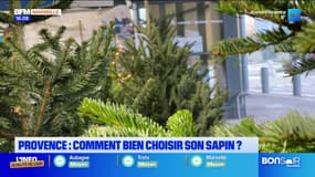 Provence : comment bien choisir son sapin ?