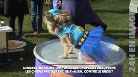 Contre le Brexit, une manifestation qui a... du chien