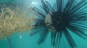 Une nurserie à poissons, à Porquerolles