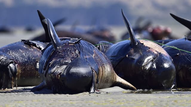 Des dauphins-pilotes morts gisent sur une plage isolée de Farewell Spit, à la pointe nord de l'île du Sud de la Nouvelle-Zélande, le 17 février 2015 (photo d'illustration)