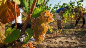 Les vignes du Bordelais sont victimes d'une épidémie de mildiou (Photo d'illustration).